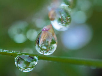 Close-up of water drops on flower