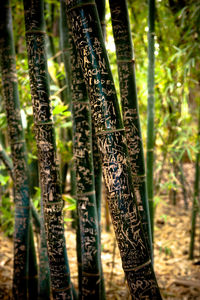 Close-up of bamboo trees in forest