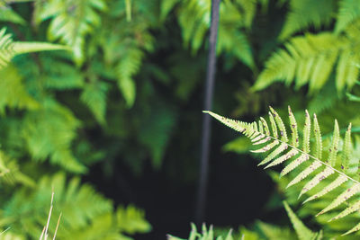 Close-up of fern leaves