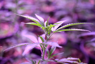 Close-up of pink flowering plant