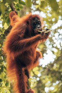 Low angle view of monkey on tree