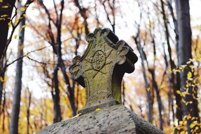 Close-up of tree trunk in forest