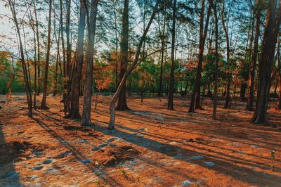 Trees in forest