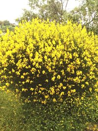 Yellow flowers growing in field