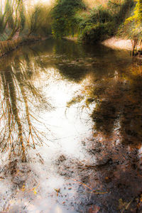 Reflection of trees in water