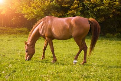 Horse grazing in a field