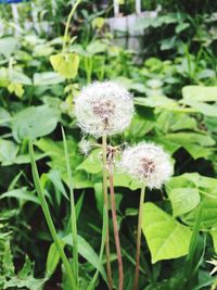 Close-up of white flowers