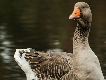 Close-up of swan on lake