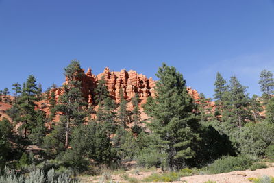 Scenic view of trees against clear blue sky