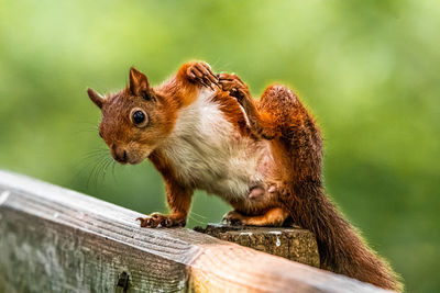 Close-up of squirrel