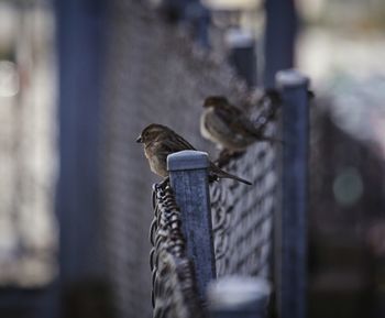 Close-up of bird perching outdoors