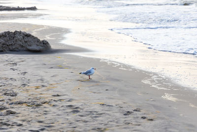 A seagull on the beach of the baltic sea looking for food