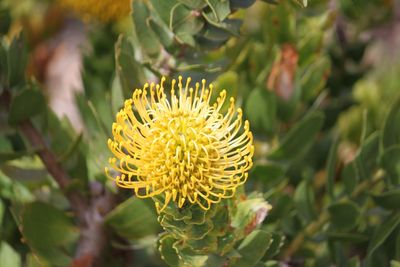 Close-up of yellow flower