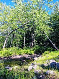 Scenic view of forest