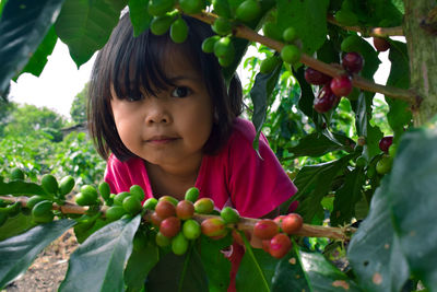 A cute little girl looking through the gap nagging coffee that is fruiting