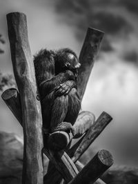 Close-up of bird perching on wooden post