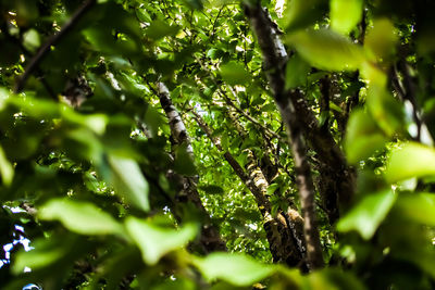 Low angle view of tree leaves in forest