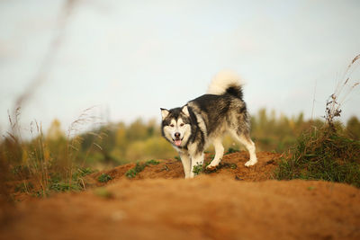 View of dog on field