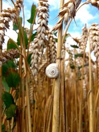 Close-up of snail on wheat