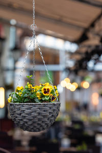 Close-up of yellow flower hanging in basket