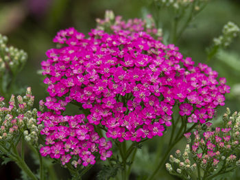 Pretty little pink flowers of achillea millefolium or garden yarrow closeup