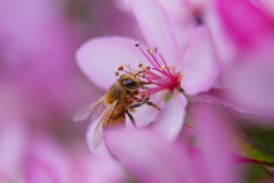 Close-up of insect on pink flower