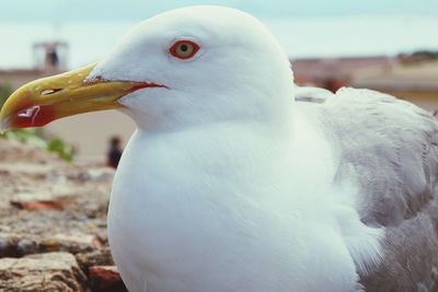 Close-up portrait of seagull