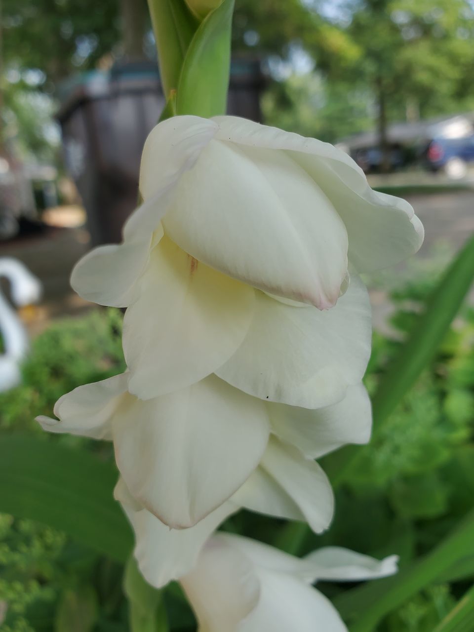 CLOSE-UP OF WHITE ROSE FLOWER