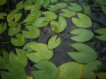 High angle view of water lily in lake