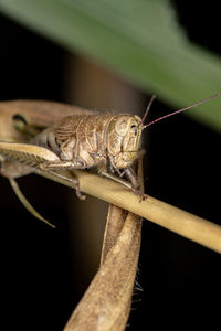 Close-up of insect