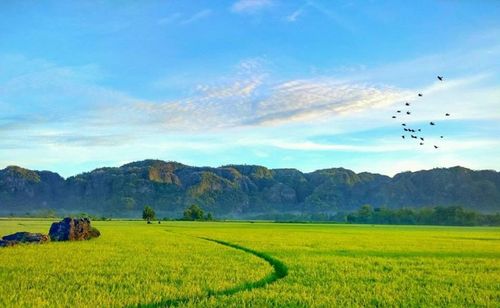 Scenic view of agricultural field against sky