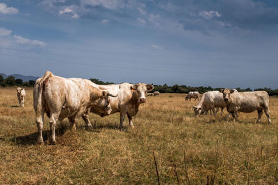 Small group of white cows, out in the pasture. concept of animal welfare in organic agriculture.