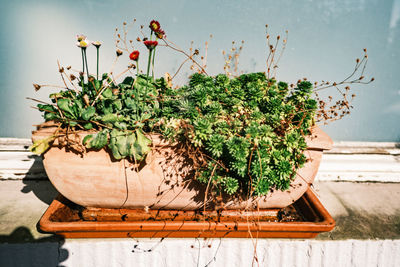 Close-up of potted plant