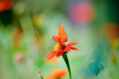 Close-up of red flowers