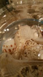 Close-up of turtle in aquarium