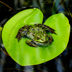 Close-up of frog on leaves floating in lake