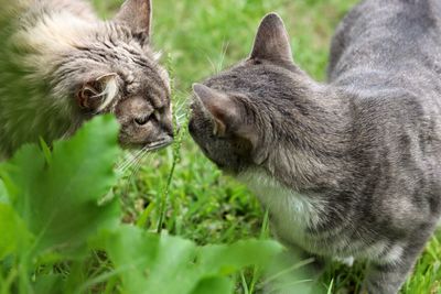 Close-up of a cat