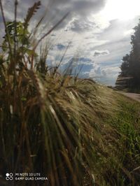 Panoramic shot of trees on field against sky