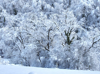 Snow covered land and trees