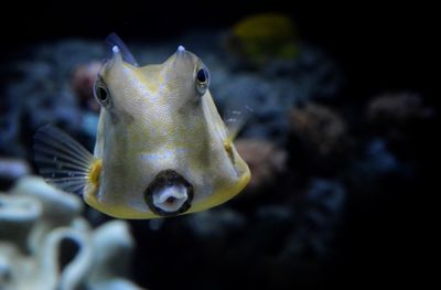 Close-up of fish swimming in aquarium