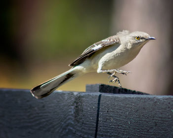 Close-up of bird perching on wooden railing