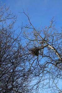 Low angle view of bare trees against clear blue sky