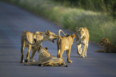 Playful lion cubs on road