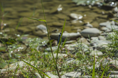 Lizard on a land