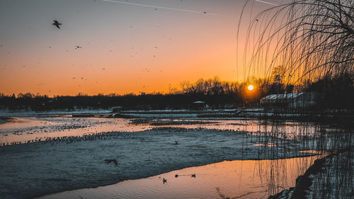 Silhouette of birds at sunset