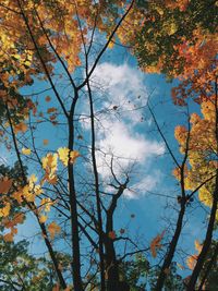 Low angle view of trees against cloudy sky
