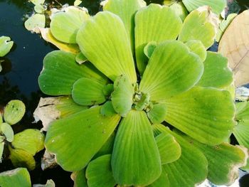 Close-up of leaves