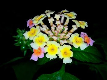 Close-up of yellow flowers blooming against black background