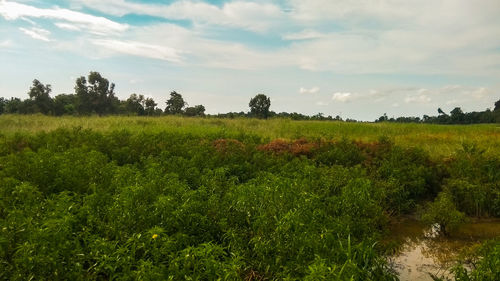 Scenic view of field against sky