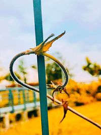 Close-up of barbed wire on plant against sky